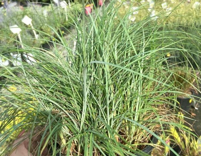 Ostrica ´Blue Zinger´ 1,5L