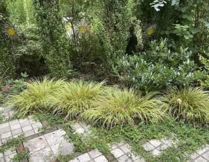 Puškvorec trávolistý ´Ogon´