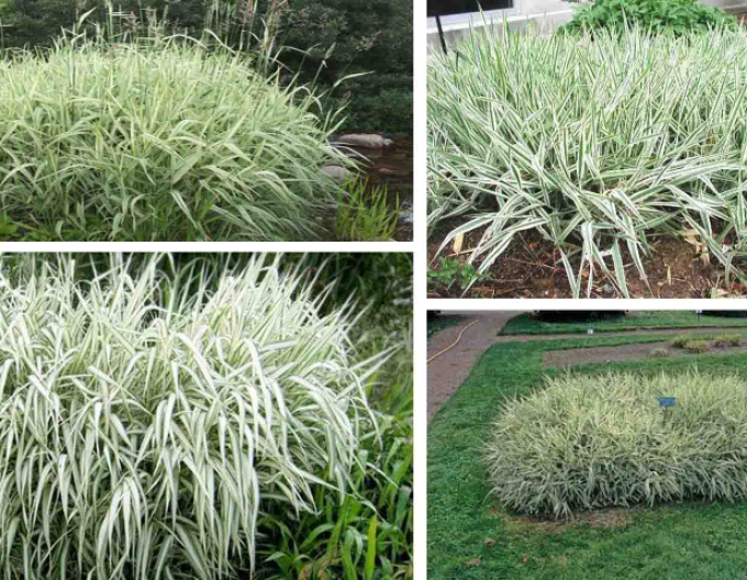 Chrastnica ´Picta´