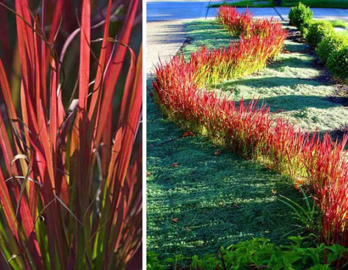 Imperáta cylindrická ´Red Baron´ 1l