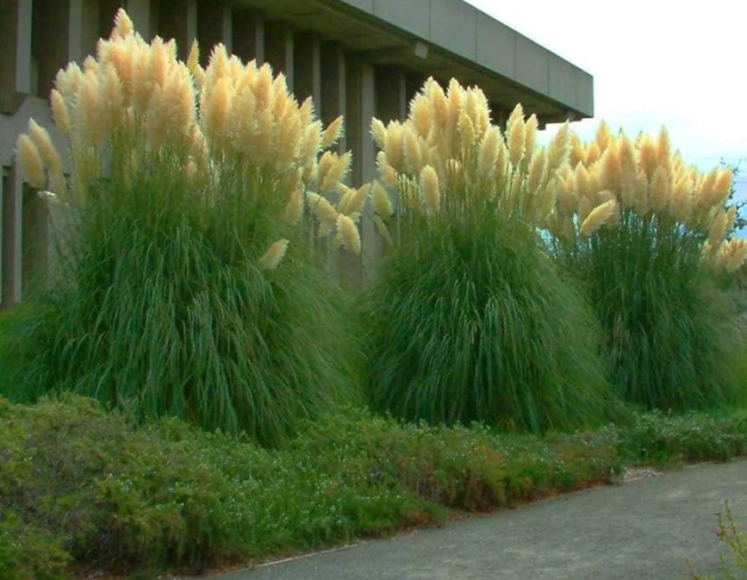 Pampová tráva - Kortadéria ´Evita´