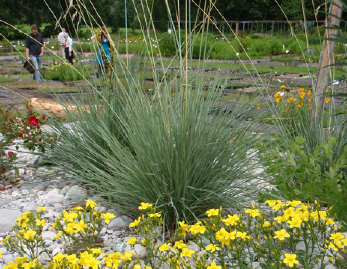 Ovsíkovec vždyzelený ´Saphirsprudel´