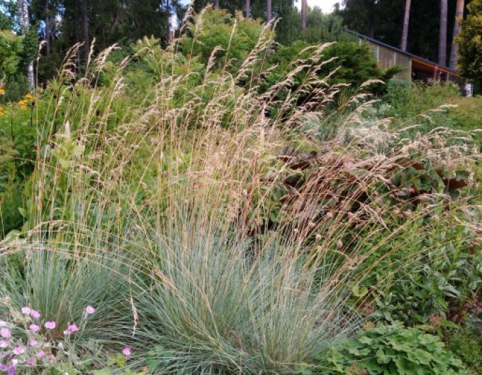 Ovsíkovec vždyzelený ´Saphirsprudel´