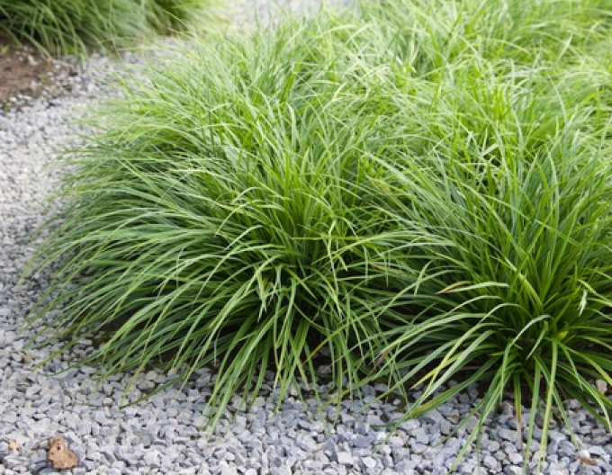 Ostrica ´Variegata´