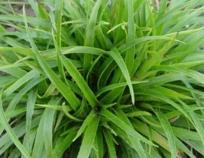 Chlpaňa lesná ´Starmaker´