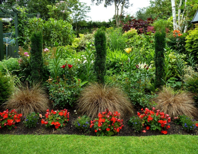 Ostrica ´Red Rooster´