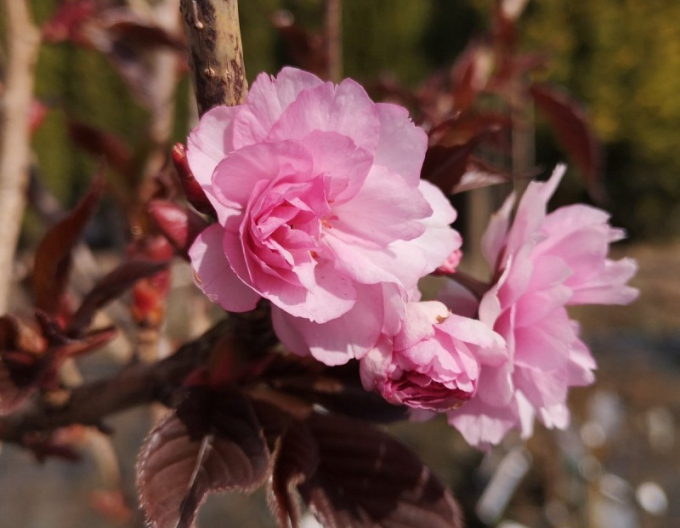 Čerešňa okrasná ´Royal Burgundy´ viackmeň