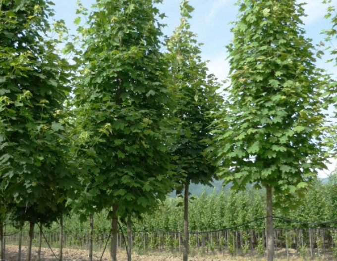 Javor mliečny ´Columnare´