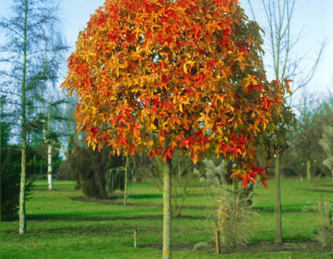 Ambrovník "Gumball" na kmienku