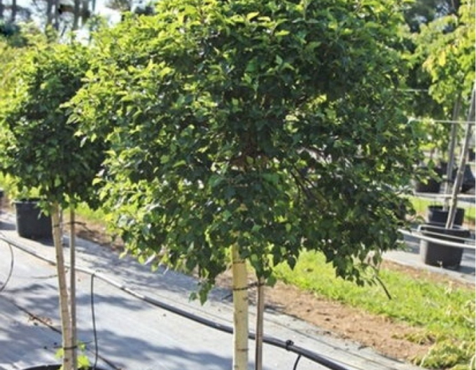 Breza previsnutá ´Magic Globe´ na kmienku