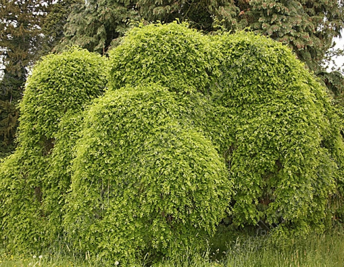 Sofora japonská ´Pendula´