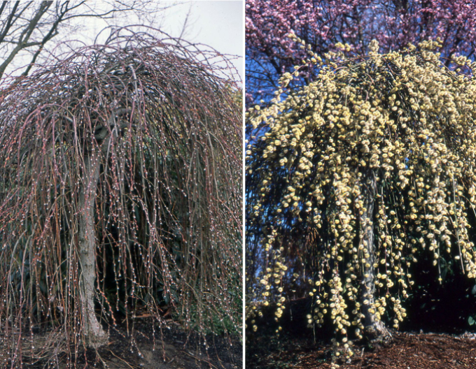 Vŕba vysoká previslá ´Kilmarnock´ na kmienku 80cm