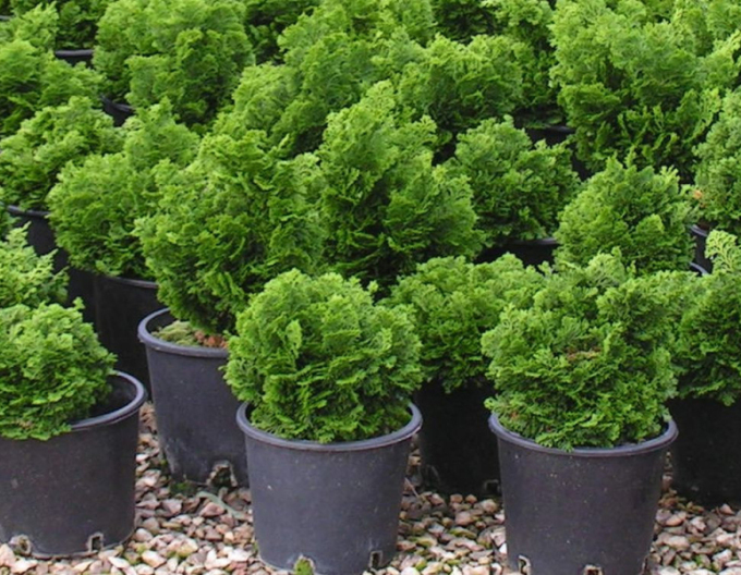 Cypruštek tupolistý "NANA GRACILIS"