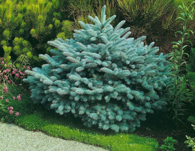 Smrek pichľavý ‘Glauca Globosa´