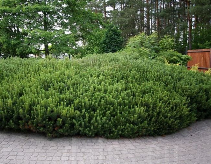 Borovica horská ´Pumilio´