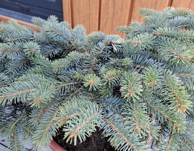 Smrek pichľavý ´Nidiformis Kalouš´