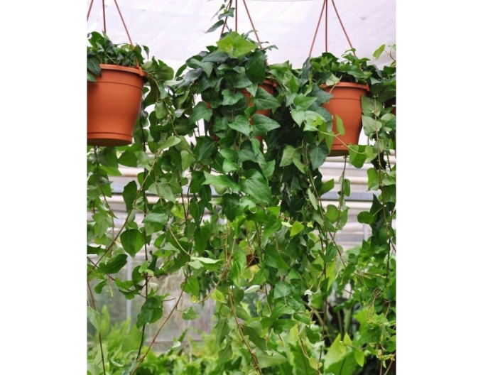 Brečtan popínavý ´Mein Hertz´