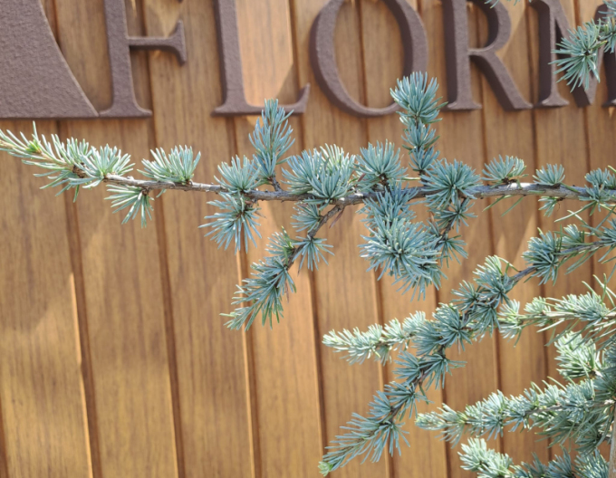 Céder libanonský ´Atlantica La Fontaine´