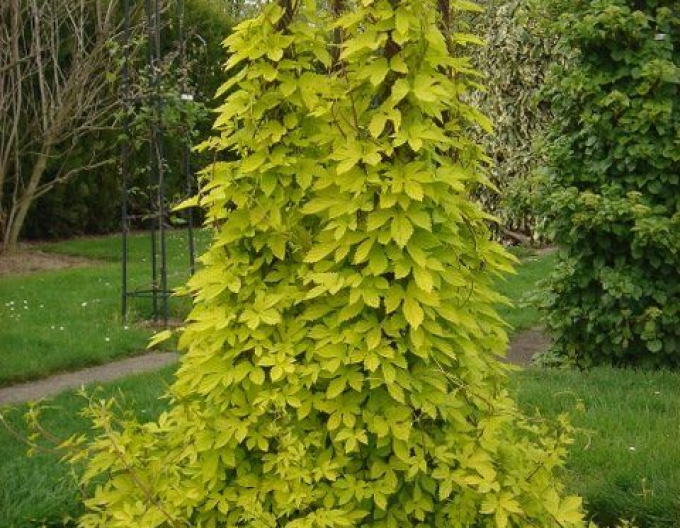 Chmeľ obyčajný ´Aureus´