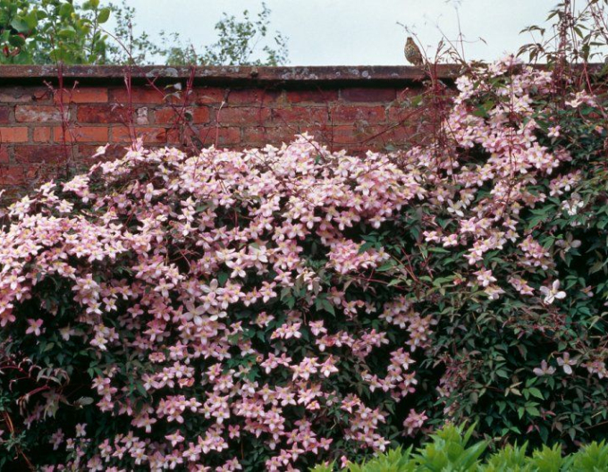 Plamienok ´Elizabeth´