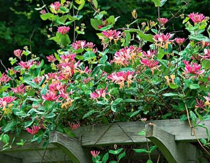 Zemolez heckrotii ´Goldflame´