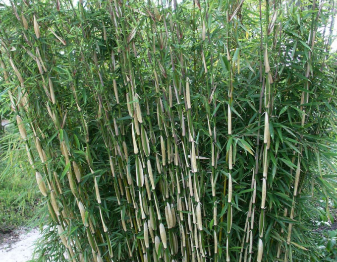 Bambus ´Fargesia Robusta Pingwu´