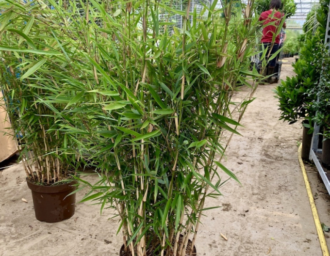 Bambus ´Fargesia Robusta Campbell´