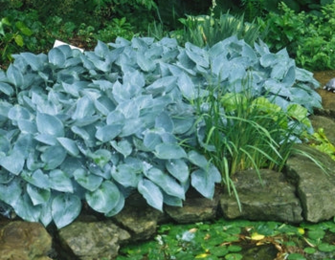 Hosta  ´Halcyon´