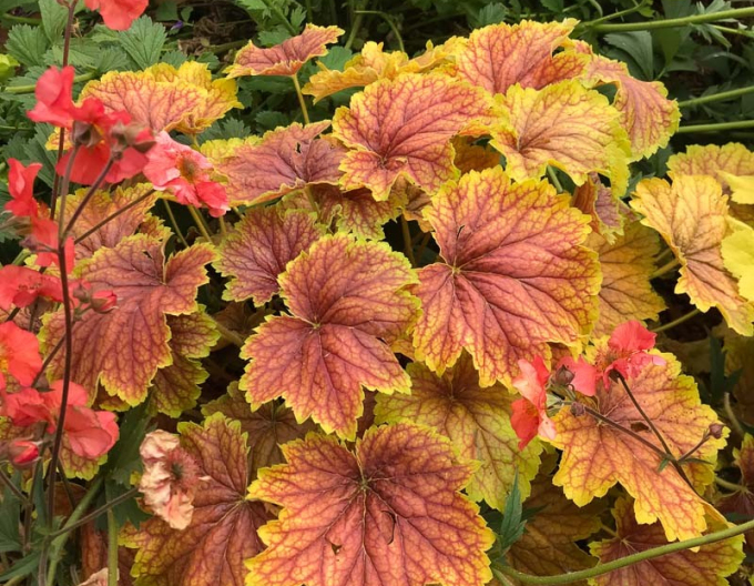 Heuchera ´Delta Down´