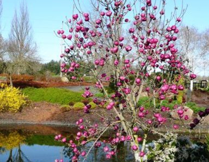 Magnólia ´Black Tulip´