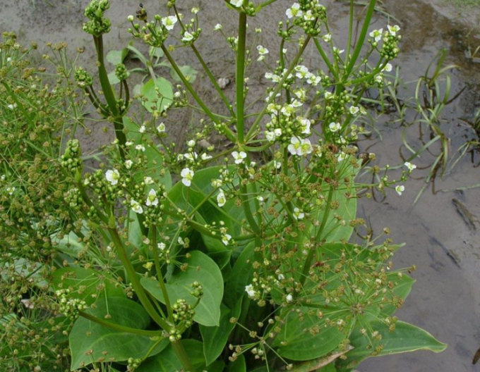 Žabník skorocelový