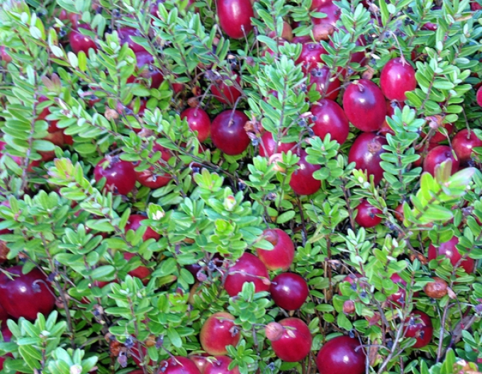 Brusnica veľkoplodá Kľukva ´Big pearl´