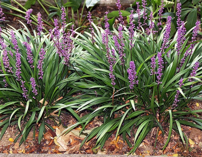 Liriopa modrincová ´Big Blue´