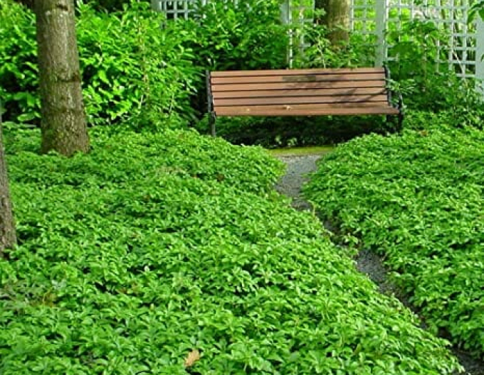 Pachysandra vrcholová
