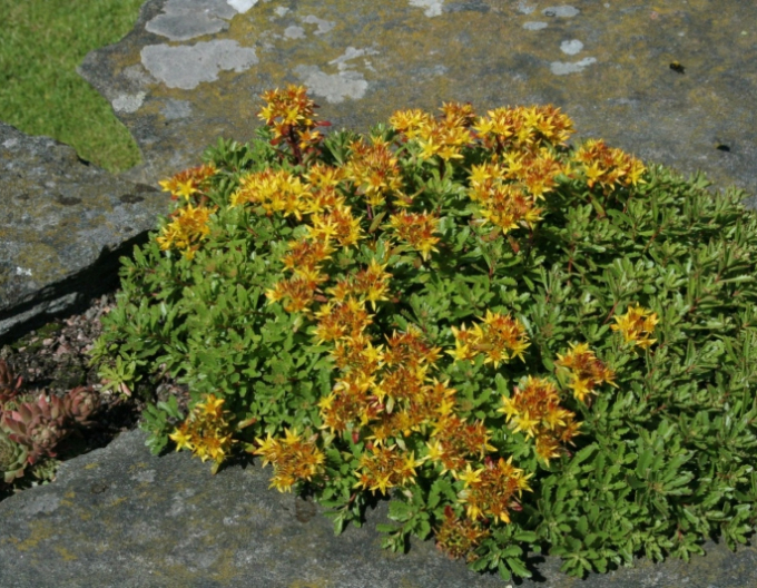 Rozchodník ’Weihenstephaner Gold’