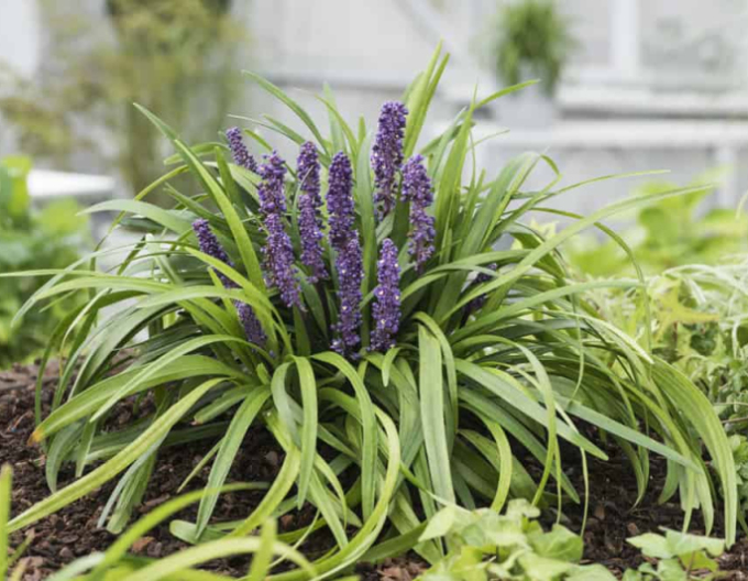 Liriopa modrincová ´Royal Purple´