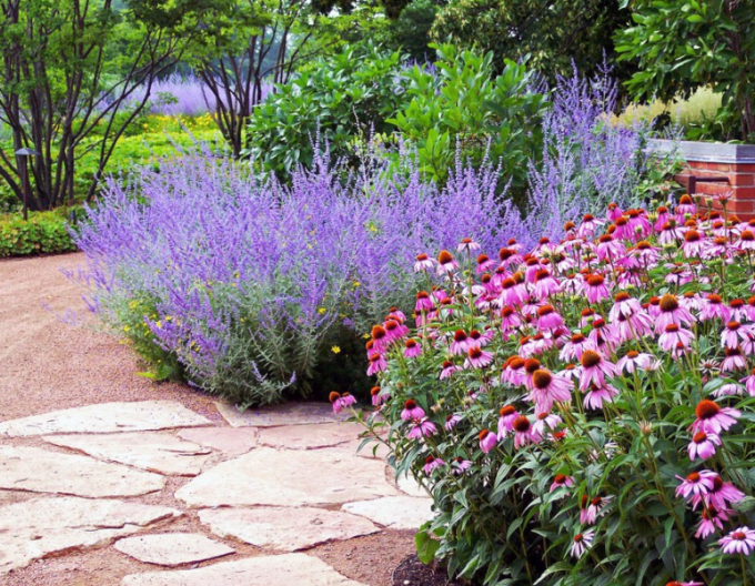 Perovskia ´Blue Spire´