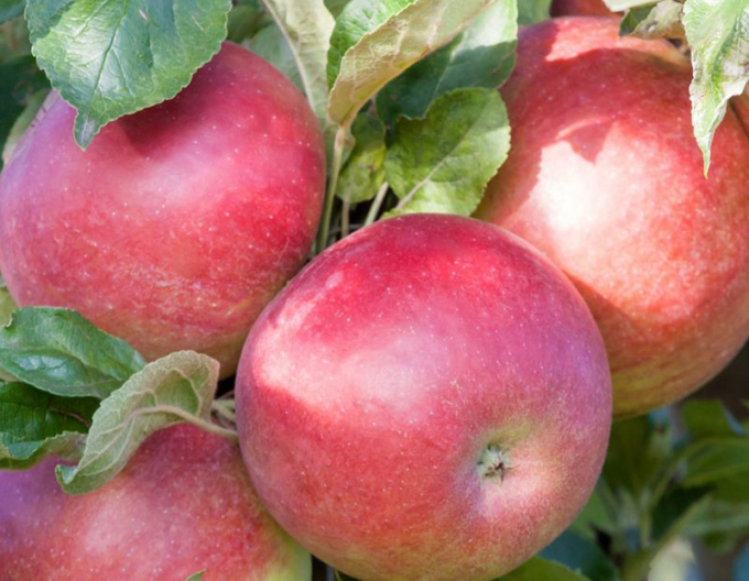 Jabloň stĺpová ´Cumulus´ zimná, podp. MM106, kont. 2l