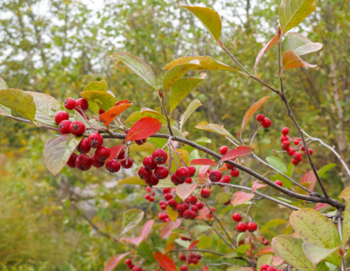 Jarabina ´Sladkoplodá Moravská´ Stromčeková, voľnok