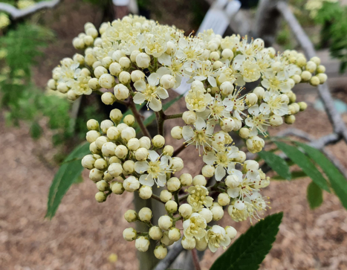 Jarabina ´Biela´ Stromčeková, voľnok
