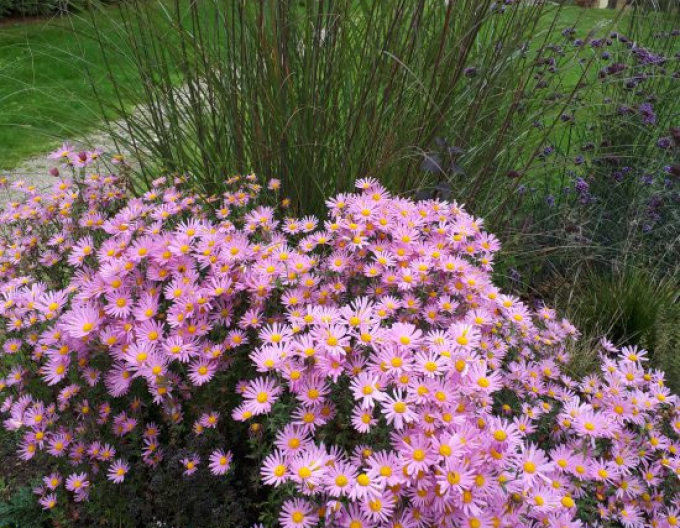 Chryzantéma ´Clara Curtis´