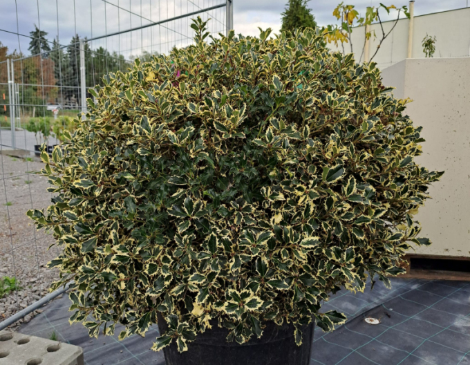 Cezmína ostrolistá ´Variegatum Ball ´