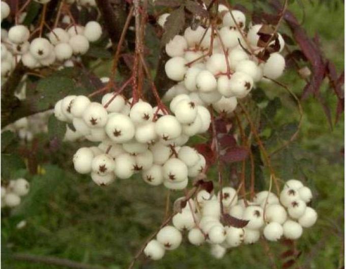 Jarabina ´Biela´ Stromčeková, voľnok
