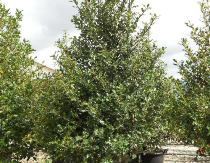 Cezmína ostrolistá