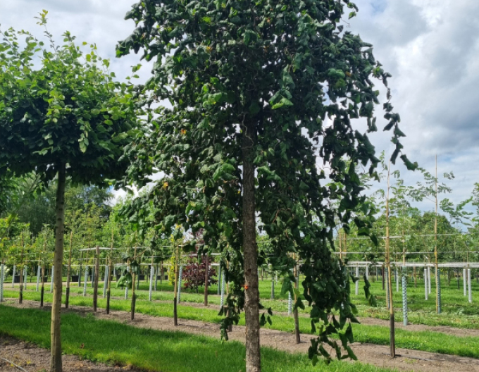 Lieska obyčajná ´Contorta´ na kmienku