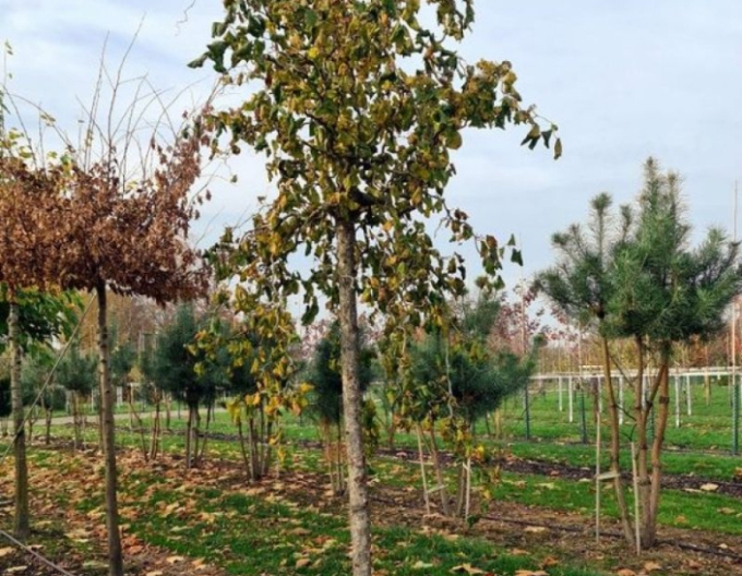 Lieska obyčajná ´Contorta´ na kmienku