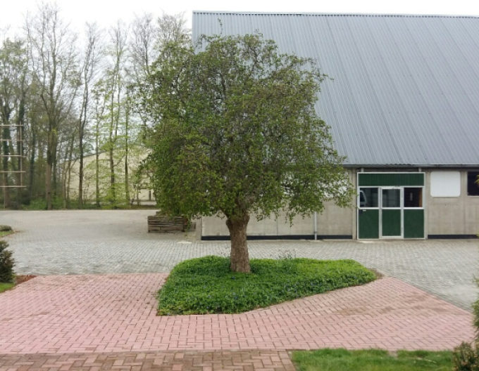 Lieska obyčajná ´Contorta´ na kmienku