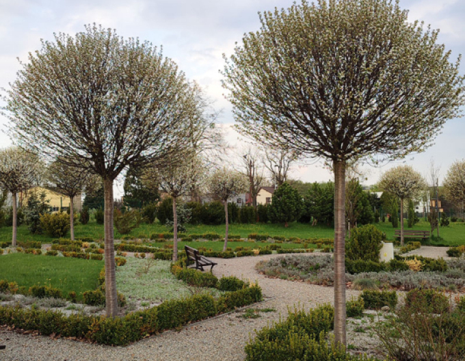 Čerešňa krovitá ´Umbraculifera´ na kmienku 180cm