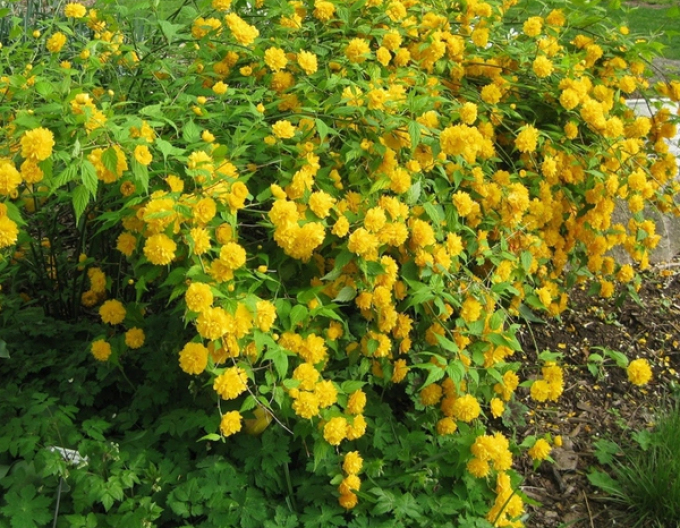 Kéria japonská ´Pleniflora´