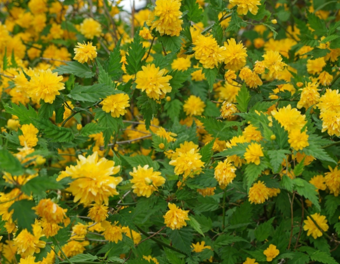 Kéria japonská ´Pleniflora´